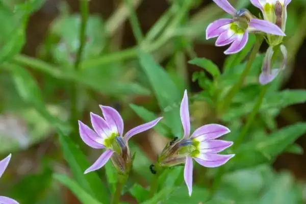 半边莲的繁殖方法和方式是怎样呢,半边莲的繁殖方法插图2 半边莲的繁殖方法和方式是怎样呢,半边莲的繁殖方法插图2