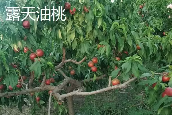 大棚油桃和露天油桃有何区别,大棚油桃和露天油桃有什么区别插图2