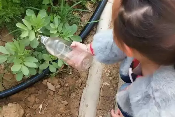 种植蚕豆行距30厘米株距多少？插图8