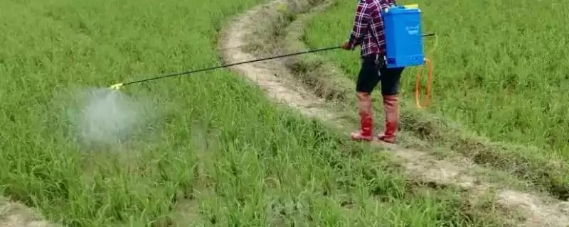 除草剂打过之后多久下雨没事呢,除草剂打过之后多久下雨没事插图 除草剂打过之后多久下雨没事呢,除草剂打过之后多久下雨没事插图