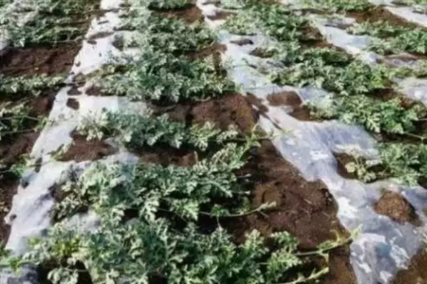 大棚多膜覆盖西瓜的栽培方法是,大棚多膜覆盖西瓜的栽培方法插图1