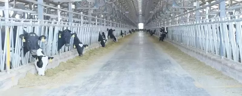 冬季奶牛的高效养殖,冬季怎么高效养殖奶牛提高产奶量-会东网