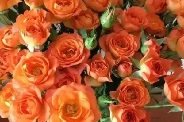 橙色玫瑰的花语是什么和寓意呢,橙色玫瑰的花语插图1