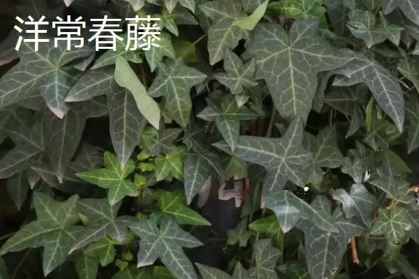 常春藤有哪些常见的品种呢,常春藤的品种插图1