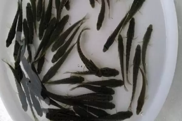 乌鱼苗分布在哪些海域及吃什么？插图3