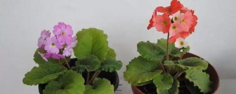 报春花的繁殖方法和方式是怎样呢,报春花的繁殖方法-会东网