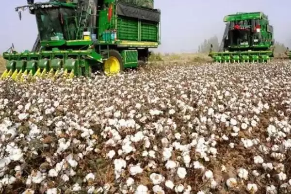 高水肥棉田每亩4000株左右邯棉6101种子特征插图3