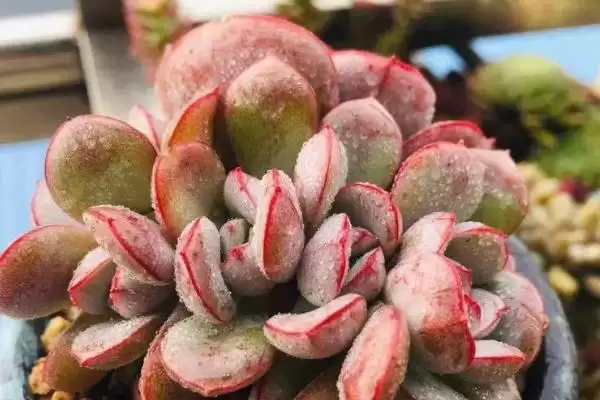 多肉植物种类划分,多肉植物有哪些常见的种类类型划分插图4