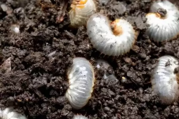 花生常见虫害蛴螬棉铃虫蚜虫类型全解析插图1