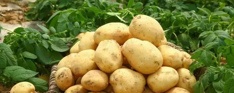 大棚土豆的种植方法是怎样的,大棚土豆怎么种植-会东网