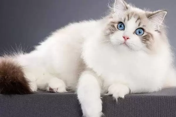 布偶猫的养殖方法和要点是啥,布偶猫怎么养插图3