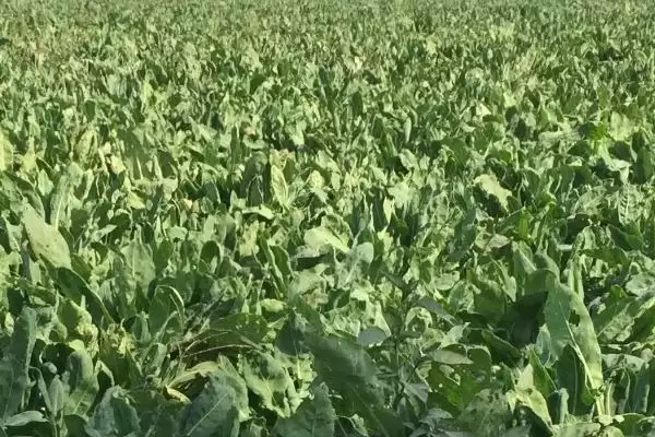 板蓝根的种植技术和方法是怎样呢,板蓝根种植技术插图5