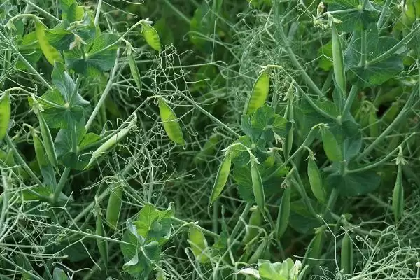 北方什么时候种豌豆比较好呢,北方何时种豌豆好插图3