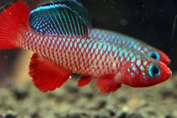 粉红佳人鳉鱼饲养,粉红佳人鳉鱼好不好养和饲养难度插图3 粉红佳人鳉鱼饲养,粉红佳人鳉鱼好不好养和饲养难度插图3