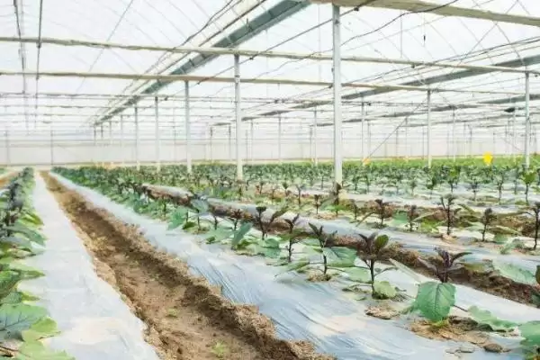 冬季蔬菜大棚放风原因,冬季蔬菜大棚需要放风的原因是什么插图5 冬季蔬菜大棚放风原因,冬季蔬菜大棚需要放风的原因是什么插图5