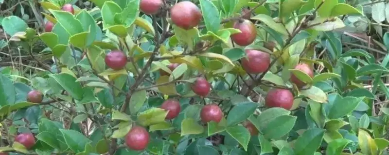 大果寒露2号油茶有什么特点呢,大果寒露2号油茶-会东网