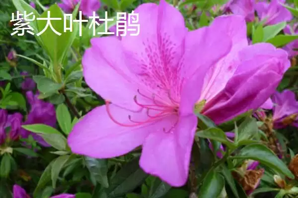 杜鹃花的分类情况,杜鹃花的分类有哪些常见的种类插图8