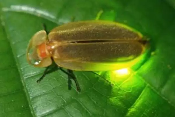 大萤火虫的食物种类类型,大萤火虫的食物成虫期吃什么插图2