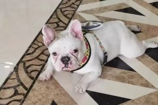 斗牛犬的种类划分,斗牛犬的种类在不同国家有何特点插图4