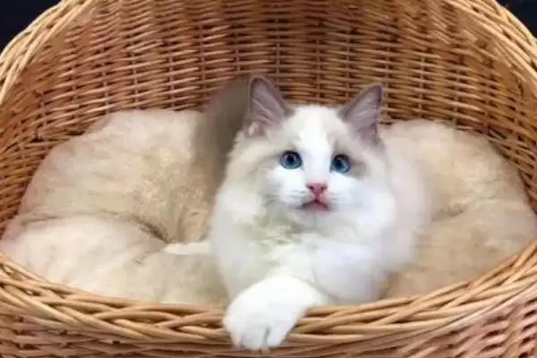 布偶猫的养殖方法和要点是啥,布偶猫怎么养插图1