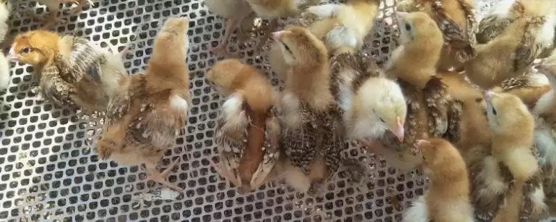 雏鸡是指多大年龄的小鸡呢,雏鸡是指什么鸡-会东网