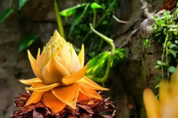 地涌金莲种植的适宜性,地涌金莲可以种在家里有何影响插图1 地涌金莲种植的适宜性,地涌金莲可以种在家里有何影响插图1