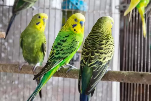 冬天虎皮鹦鹉笼舍垫棉絮保暖详细方法全解析插图2 冬天虎皮鹦鹉笼舍垫棉絮保暖详细方法全解析插图2