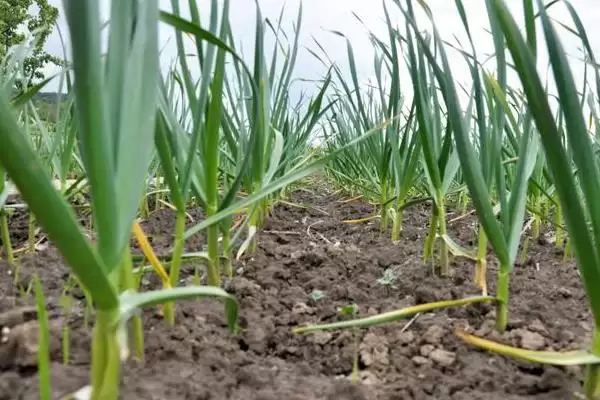 大蒜红叶是什么原因导致的,大蒜红叶的原因插图3 大蒜红叶是什么原因导致的,大蒜红叶的原因插图3