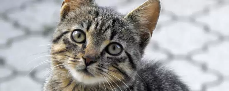 去除猫尿骚味选何吸味猫砂？-会东网