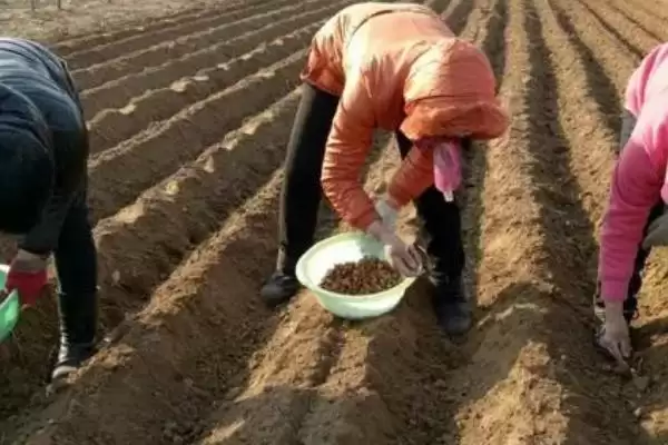 板蓝根的种植技术和方法是怎样呢,板蓝根种植技术插图3