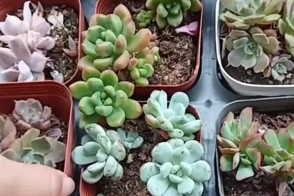 多肉砍头后的养护,多肉砍头后要如何进行养护管理插图1