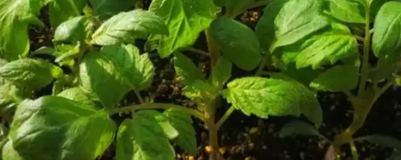 番茄苗嫁接的植物,番茄苗能嫁接哪些种类的植物作物插图 番茄苗嫁接的植物,番茄苗能嫁接哪些种类的植物作物插图