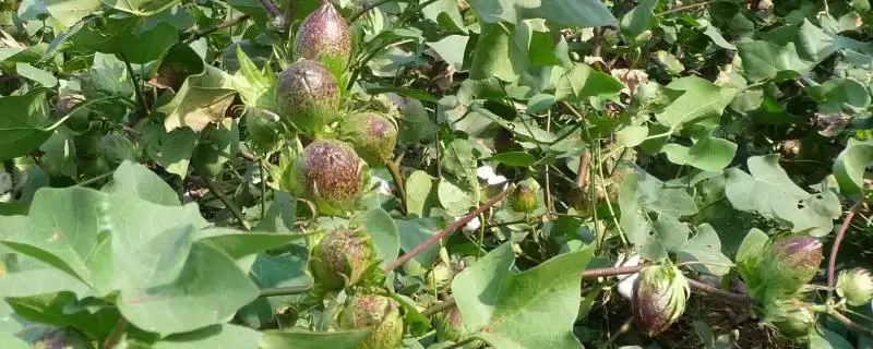 机械损伤未受精致棉花蕾铃脱落主要原因解析-会东网