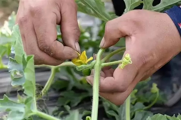大棚多膜覆盖西瓜的栽培方法是,大棚多膜覆盖西瓜的栽培方法插图10