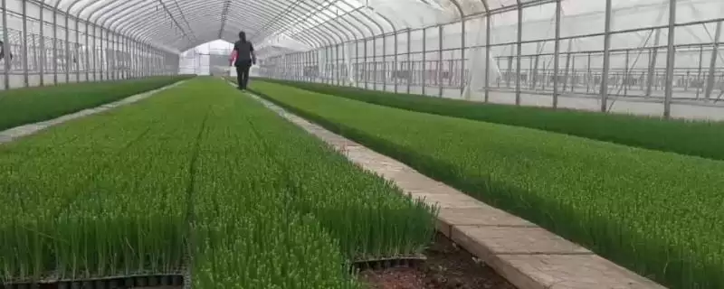 大葱如何进行育苗操作和方法,大葱怎么育苗-会东网