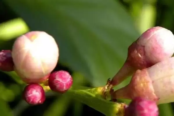 茶梅的养殖方法和要点有哪些呢,茶梅怎么养插图5
