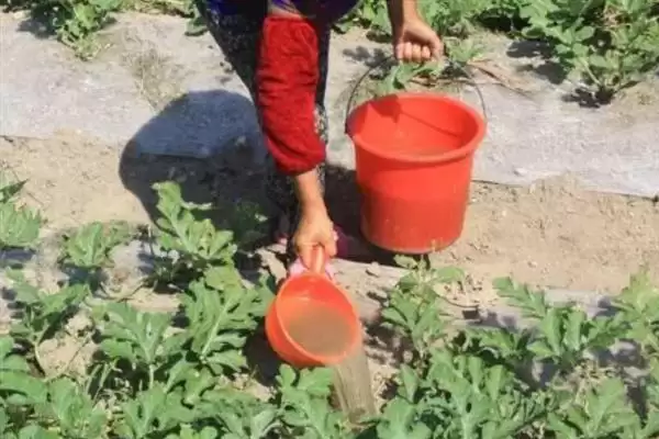 大棚多膜覆盖西瓜的栽培方法是,大棚多膜覆盖西瓜的栽培方法插图7