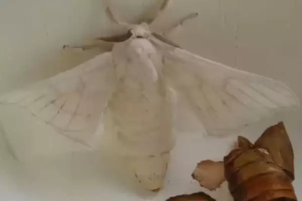 蚕羽化成蛾后能存活多少天呢,蚕羽化成蛾能存活多少天插图1 蚕羽化成蛾后能存活多少天呢,蚕羽化成蛾能存活多少天插图1