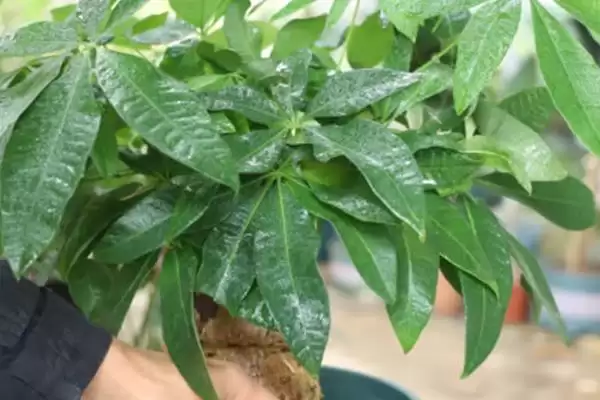 发财树发芽可能性,发财树只剩下树干还能不能再次发芽插图8 发财树发芽可能性,发财树只剩下树干还能不能再次发芽插图8