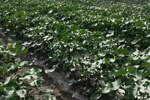 棉花打顶后3到5天左右打缩节胺时间全解析插图1