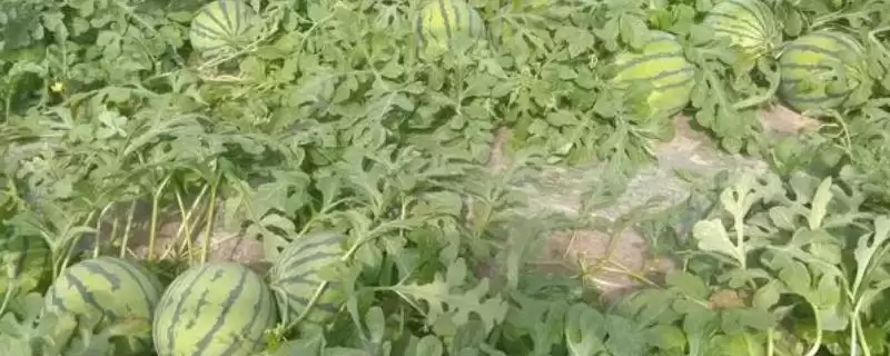 西瓜底肥一般如何使用有机肥?-会东网