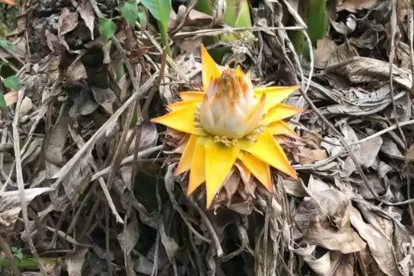 地涌金莲种植的适宜性,地涌金莲可以种在家里有何影响插图3 地涌金莲种植的适宜性,地涌金莲可以种在家里有何影响插图3