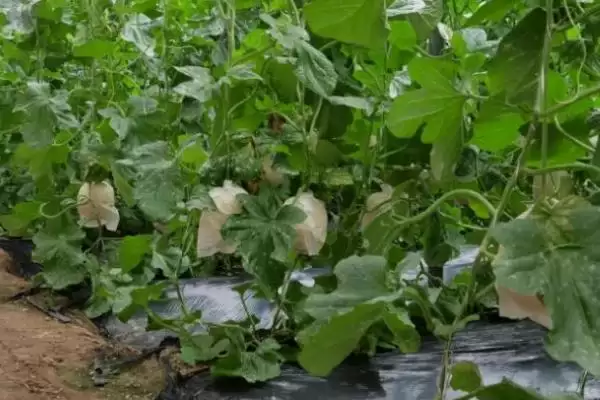 大棚甜瓜坐果后该如何管理,大棚甜瓜坐果后怎么管理插图1