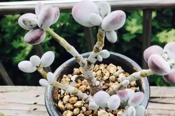 多肉砍头后的养护,多肉砍头后要如何进行养护管理插图2