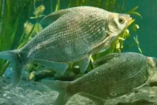 鳊鱼是一种怎样的鱼类呢,鳊鱼简介插图1 鳊鱼是一种怎样的鱼类呢,鳊鱼简介插图1