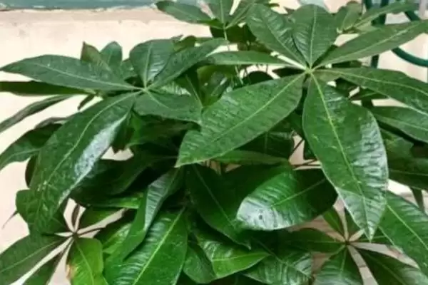 发财树发芽可能性,发财树只剩下树干还能不能再次发芽插图5 发财树发芽可能性,发财树只剩下树干还能不能再次发芽插图5