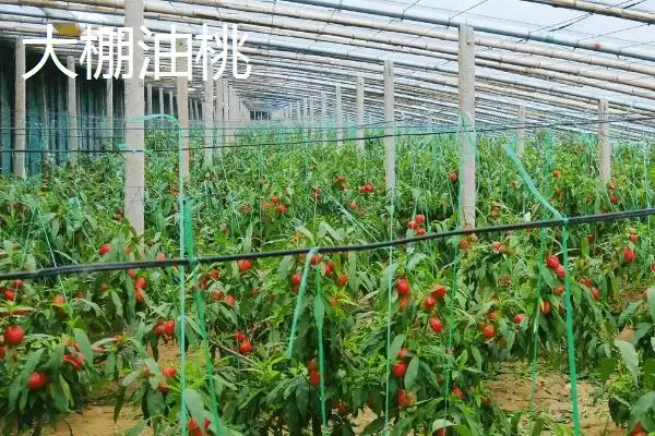 大棚油桃和露天油桃有何区别,大棚油桃和露天油桃有什么区别插图1
