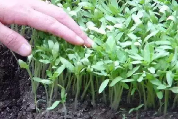 番茄苗嫁接的植物,番茄苗能嫁接哪些种类的植物作物插图6 番茄苗嫁接的植物,番茄苗能嫁接哪些种类的植物作物插图6