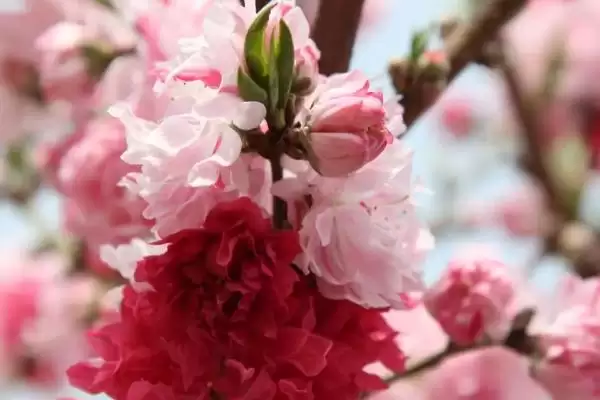 碧桃能耐受的最低温度是多少呢,碧桃耐寒最低温度插图1