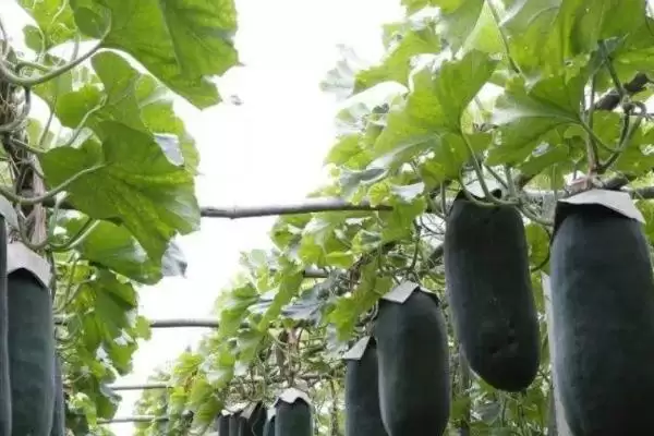 冬瓜老是掉瓜的解决方法,冬瓜老是掉瓜最好如何进行处理插图3 冬瓜老是掉瓜的解决方法,冬瓜老是掉瓜最好如何进行处理插图3